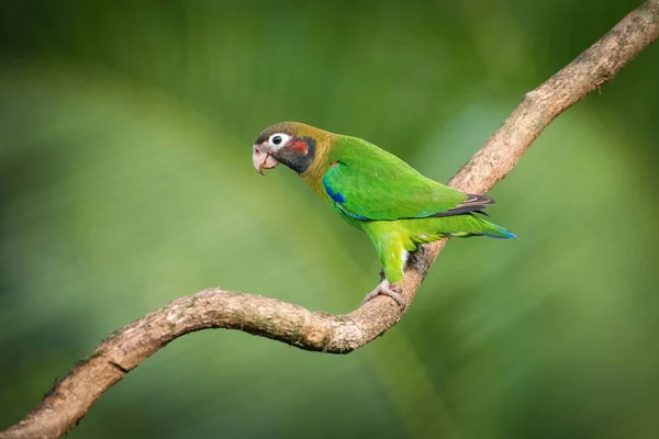 Pionopsitta Haematotis Papagei Mit Braunen Kapuzen Der Vogel Hockt Auf — Stockfoto