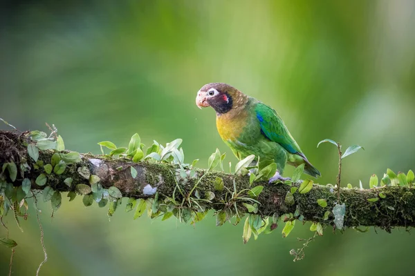 Pionopsitta Haematotis Papagei Mit Braunen Kapuzen Der Vogel Hockt Auf — Stockfoto