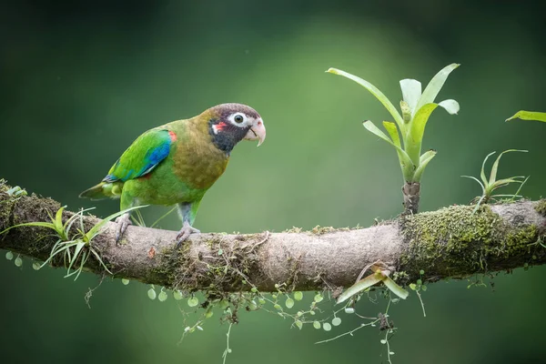 Pionopsitta Haematotis Brown Hooded Papuga Ptak Siedzi Gałęzi Miłym Środowisku — Zdjęcie stockowe