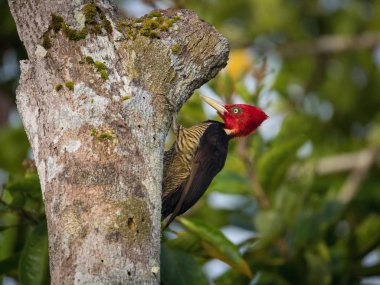 Campephilus guatemalensis, soluk gagalı ağaçkakan. Kuş Kosta Rika 'nın güzel doğal ortamında ağaç gövdesine tünemiştir.