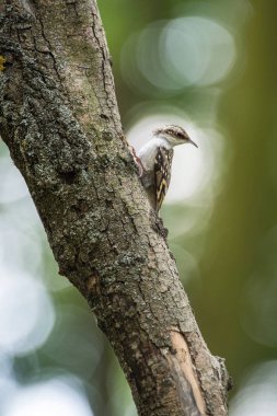 Certhia brachydactyla, kısa burunlu ağaç bekçisi kuş, Çek ormanlarının doğal ortamında, güzel bir dalın üzerine tünemiştir.