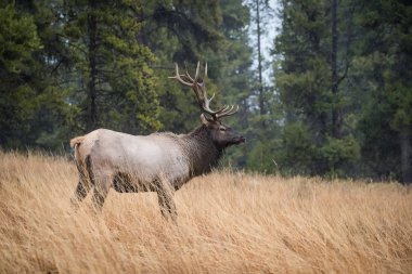 Cervus canadensis, Elk, Wapiti çimlerin üzerinde duruyor, tipik bir sonbahar ortamı, görkemli hayvan boynuzlarını gururla takıyor, yumurtlayan bir arka için savaşmaya hazır, Yellowstone, Usa