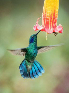 Colibri thalassinus, Mexican violetear The Hummingbird is hovering and drinking the nectar from the beautiful flower in the rain forest. Nice colorful background clipart