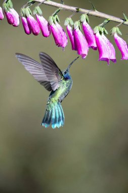 Colibri thalassinus, Meksikalı menekşe kuşu havada süzülüyor ve yağmur ormanlarındaki güzel çiçeğin nektarını içiyor. Renkli bir arkaplan.