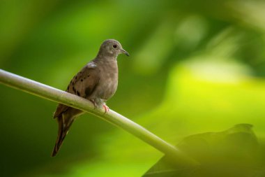 Kolomb talpacoti, Ruddy yer güvercini Kuş dalın üzerine tünemiş vahşi hayatın doğal ortamında