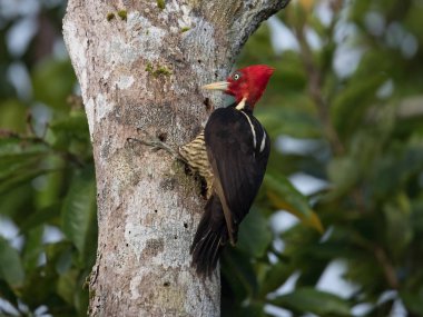 Campephilus guatemalensis, soluk gagalı ağaçkakan. Kuş Kosta Rika 'nın güzel doğal ortamında ağaç gövdesine tünemiştir.