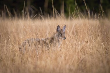 Canis Latrans, Coyote fareyi yakalamaya çalışıyor, Usa 'daki Yellowstone Ulusal Parkı' nda yürüme kuru çimendir.