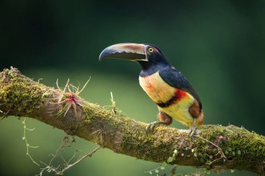 Pteroglossus torquatus, Yakalı Aracari. Kuş, Costa Ric 'in güzel doğal ortamında dalın üzerine tünemiş.