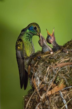 Colibri thalassinus, Meksika menekşe kulağı Sinekkuşu yağmur ormanlarındaki yuvada yavruları besliyor. Kosta Rika