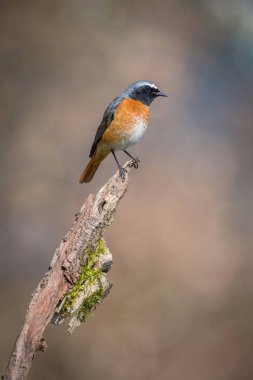 Yaygın Redstart ya da Phoenicurus Phoenicurus ormanın bir dalında, renkli bir arka planda çiçek ile oturuyor.