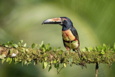 Pteroglossus torquatus, Yakalı Aracari. Kuş, Costa Ric 'in güzel doğal ortamında dalın üzerine tünemiş.