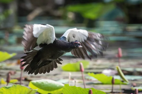 Cairina Moschata Pato Moscovo Pássaro Está Voando Ambiente Natural Agradável — Fotografia de Stock