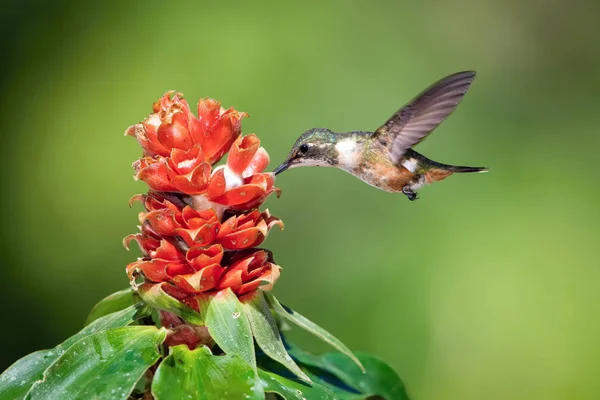 Calliphlox Bryantae Estrela Madeira Com Garganta Magenta Hummingbird Está Pairando — Fotografia de Stock