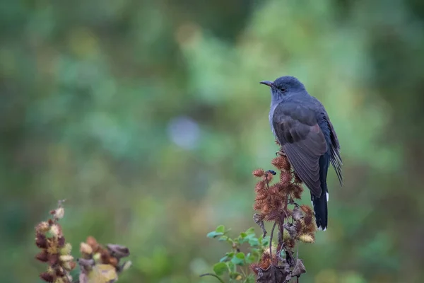 Grey Bellied Cuckoo Indian Plaintive Cuckoo Cacomantis Passerinus Perched Branch — Stock Photo, Image