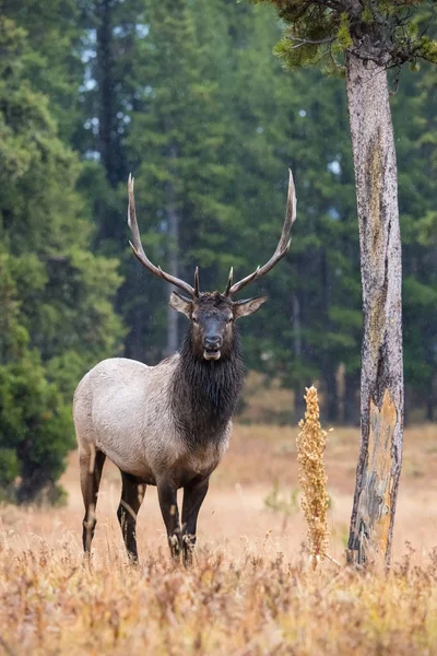 Cervus Canadensis Elk Wapiti Staat Het Gras Typische Herfst Omgeving — Stockfoto