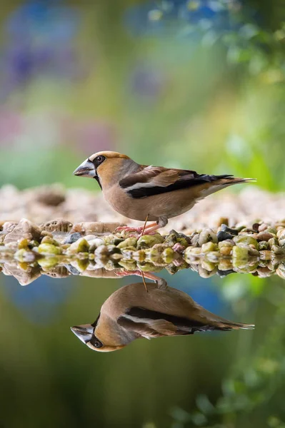 Coccothraustes Coccothraustes 面上に いくつかの花でカラフルな背景のための準備を反映して 森で滝壺に座っています — ストック写真