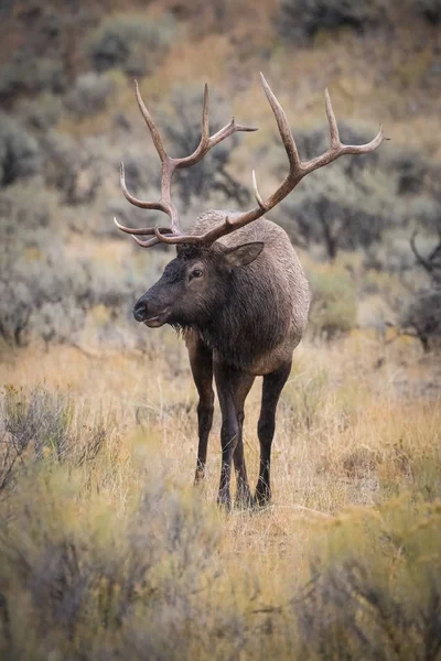 Cervus Canadensis Elk Wapiti Está Pie Hierba Ambiente Típico Otoño —  Fotos de Stock