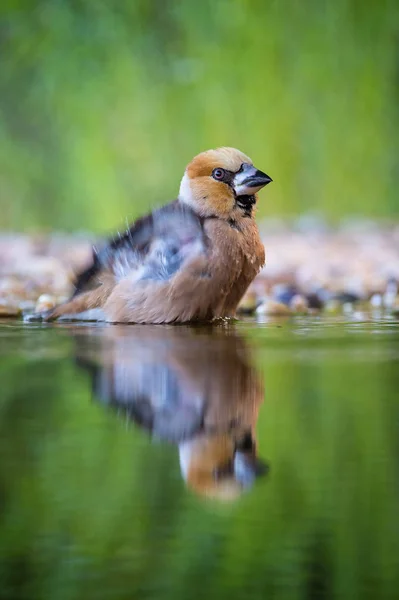 Der Habicht Coccothraustes Coccothraustes Sitzt Wasserloch Wald Reflektiert Die Oberfläche — Stockfoto