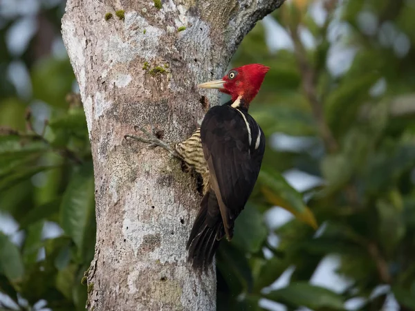 Campephilus guatemalensis, soluk gagalı ağaçkakan. Kuş Kosta Rika 'nın güzel doğal ortamında ağaç gövdesine tünemiştir.
