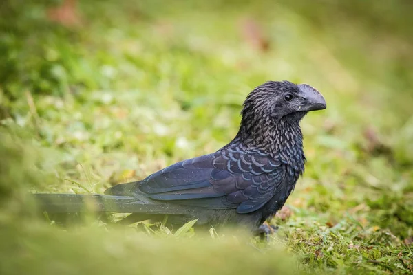 Crotophaga Ani Eller Smooth Fakturerade Ani Fågeln Uppflugen Grenen Trevlig — Stockfoto