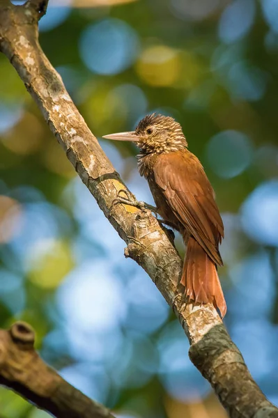 这种鸟栖息在托巴格美丽的自然野生环境中的树干上 — 图库照片
