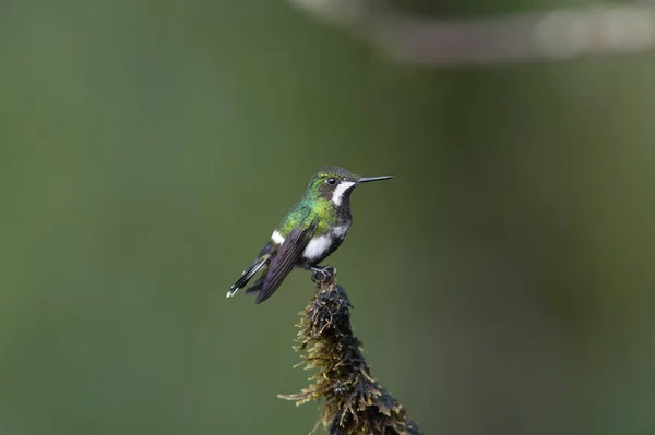 Green Thorntail Discosura Conversii Sitting Flower Prepared Drink Nectar Amazing — Stock Photo, Image