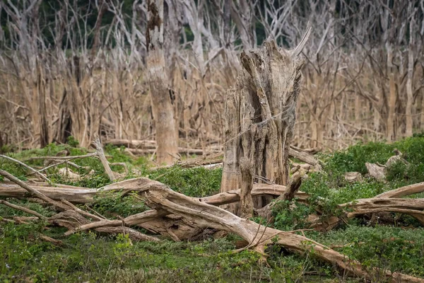 Der Trockene Grund Des Damms Irgendwo Sri Lanka — Stockfoto