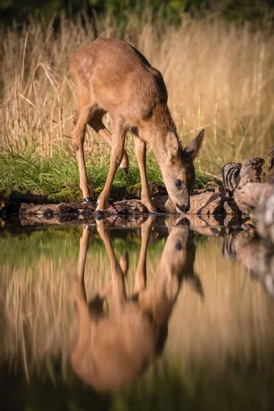 Capreolus Capreolus Sarna Roe Odbija Się Powierzchni Stawu Złote Światło — Zdjęcie stockowe