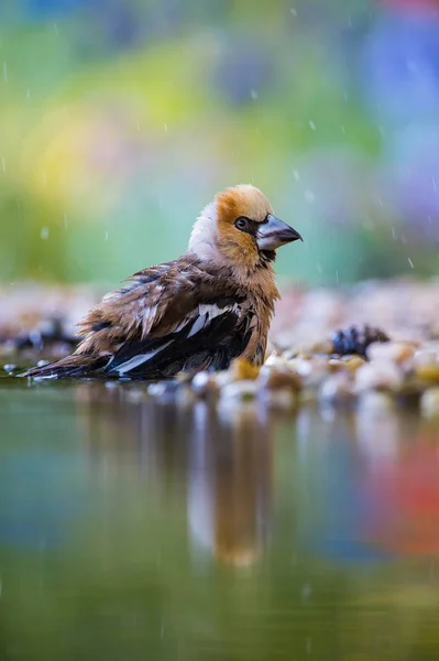 Hawfinch Coccothraustes Coccothraustes Est Assis Point Eau Dans Forêt Réfléchissant — Photo