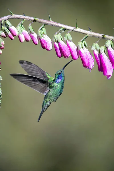 Colibri Thalassinus Violeta Mexicana Hummingbird Está Pairando Bebendo Néctar Bela — Fotografia de Stock