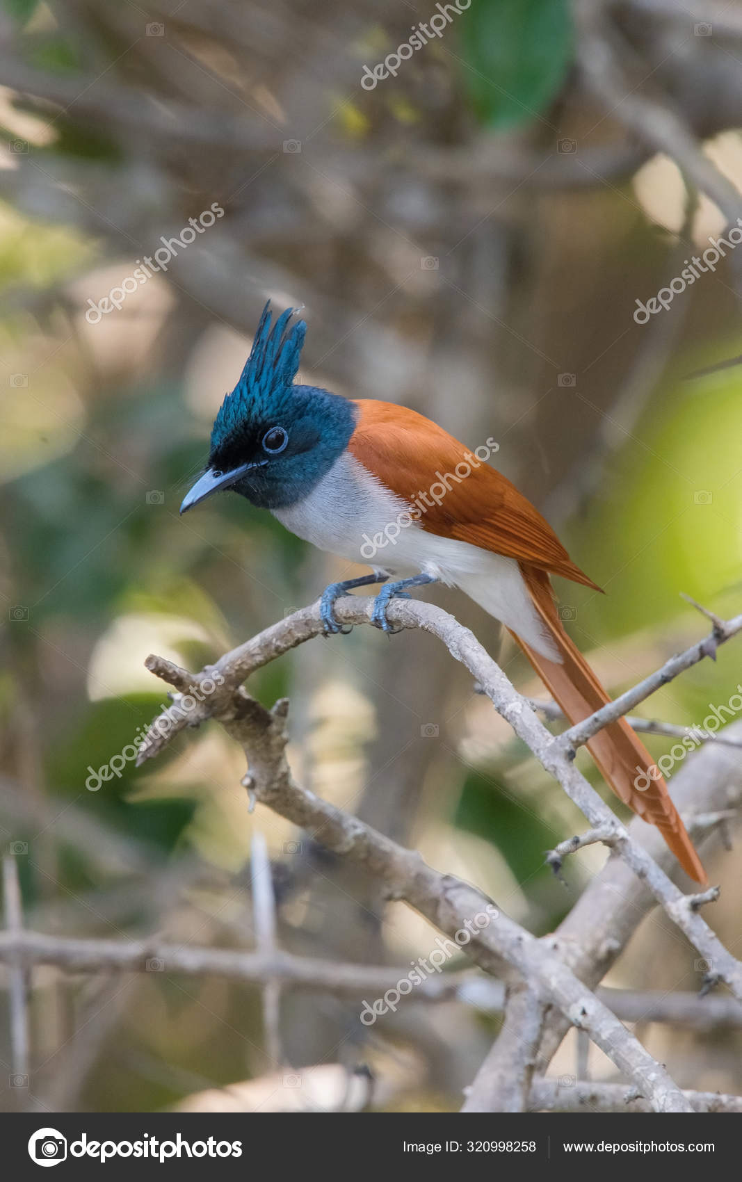 在斯里兰卡或锡兰印度的天堂捕猎者paradise Flycatcher Terpsiphone Naquisi 栖息在野生动植物的自然环境中 图库照片 C Petrsimon