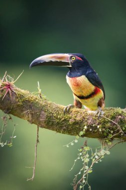 Pteroglossus torquatus, Yakalı Aracari. Kuş, Costa Ric 'in güzel doğal ortamında dalın üzerine tünemiş.