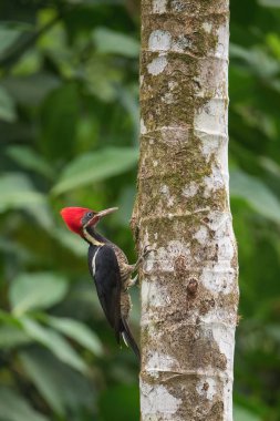 Dryocopus lineatus, Lineated woodpecker The bird is perched on the tree trunk in nice wildlife natural environment of Costa Rica clipart