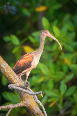 Eudocimus ruber, Scarlet Ibis Genç kuş güzel bir doğal ortamda uçuyor