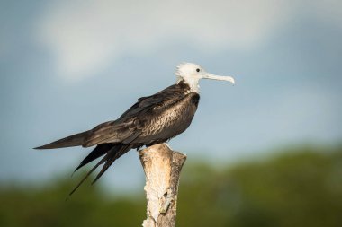 Fregata magnificens or Magnificent frigatebird is perched on the branch nice natural environment of wildlife of Trinidad and Tobago  clipart