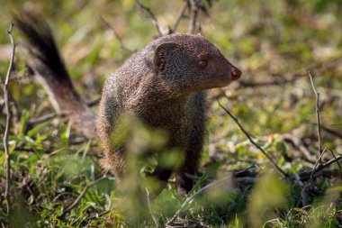 Ruddy Mongoose ya da Herpestes Smithii, Afrika 'da Uganda' nın doğal ortamında yerde duruyor.
