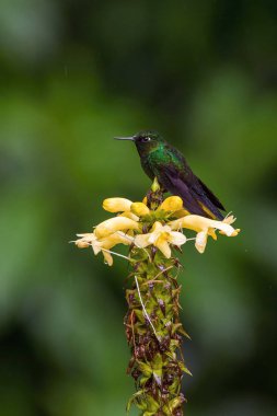 Heliangelus exortis or Tourmaline sunangel The Hummingbird is hovering and drinking the nectar from the beautiful flower in the rain forest. Nice colorful background clipart