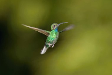 Klorostilbon notatus, Mavi çeneli safir sinekkuşu havada süzülüyor ve yağmur ormanlarındaki güzel çiçeğin nektarını içiyor. Renkli bir geçmişi var. Trinida.
