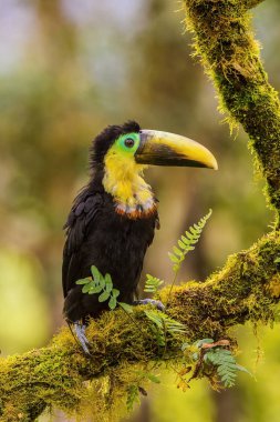 Ramphastos brevis ya da Choco Toucan. Kuş dalın üzerine tünemiş. Güzel doğal yaşam ortamı.