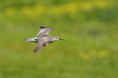 Whimbrel veya Numenius phaeopus İzlanda 'da tipik bir çevrede uçuyor.