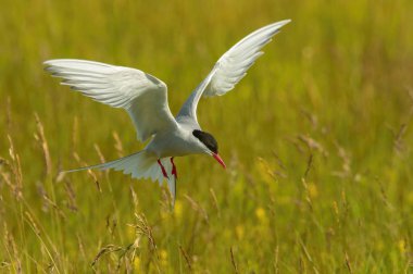 Kuzey Kutup Bölgesi, Sterna paradisaea uçuyor ve yavrularını beslemek için İzlanda 'daki ünlü Jokulsarlon Buzul Gölü' nde tipik bir çayıra yuva yapıyor.