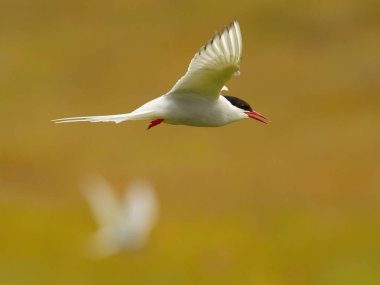 Kuzey Kutup Bölgesi, Sterna paradisaea uçuyor ve yavrularını beslemek için İzlanda 'daki ünlü Jokulsarlon Buzul Gölü' nde tipik bir çayıra yuva yapıyor.