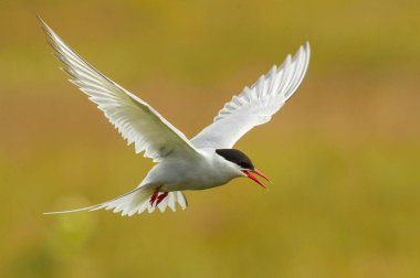 Kuzey Kutup Bölgesi, Sterna paradisaea uçuyor ve yavrularını beslemek için İzlanda 'daki ünlü Jokulsarlon Buzul Gölü' nde tipik bir çayıra yuva yapıyor.