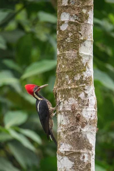 Dryocopus Lineatus Pica Pau Lineated Pássaro Está Empoleirado Tronco Árvore — Fotografia de Stock