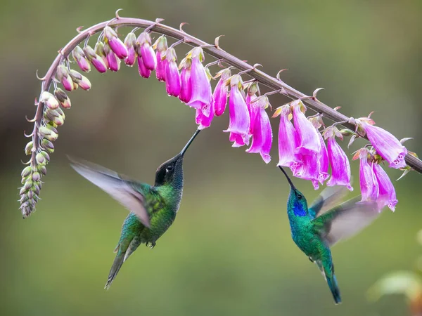 Eugenes Fulgens Beija Flor Rivolis Beija Flor Está Pairando Bebendo — Fotografia de Stock