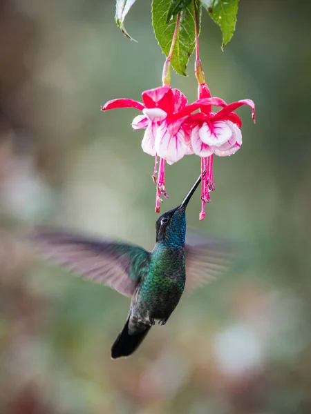 Eugenes Fulgens Rivolis Kolibri Kolibri Lebeg Issza Nektárt Esőerdő Gyönyörű — Stock Fotó