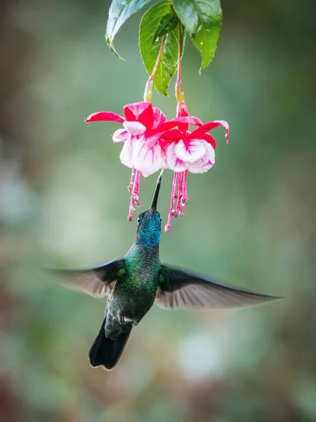 벌새는 우림에 아름다운 꽃에서 빨아들이고 있습니다 — 스톡 사진