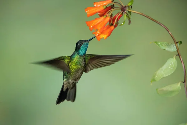 Eugenes Fulgens Rivolis Sinekkuşu Süzülüyor Yağmur Ormanlarındaki Güzel Çiçeğin Nektarını — Stok fotoğraf