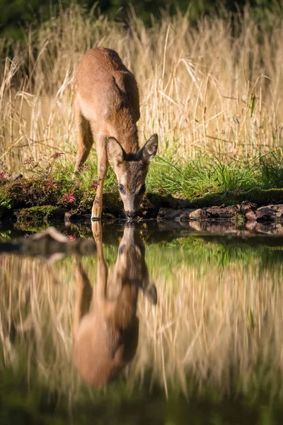 Capreolus Capreolus Veado Roe Está Espelhando Superfície Uma Lagoa Luz — Fotografia de Stock