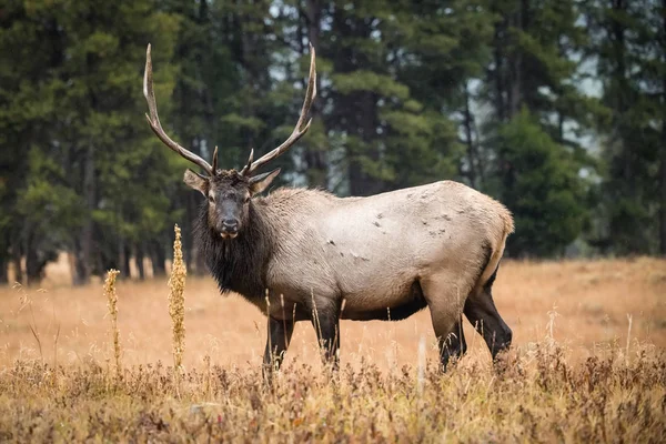 Cervus Canadensis Elk Wapiti Está Pie Hierba Ambiente Típico Otoño —  Fotos de Stock